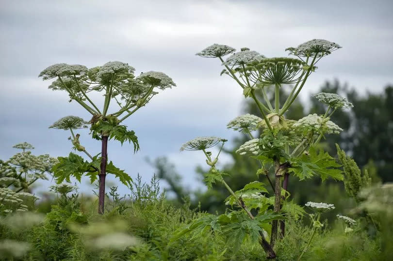 Giant hogweed in a garden