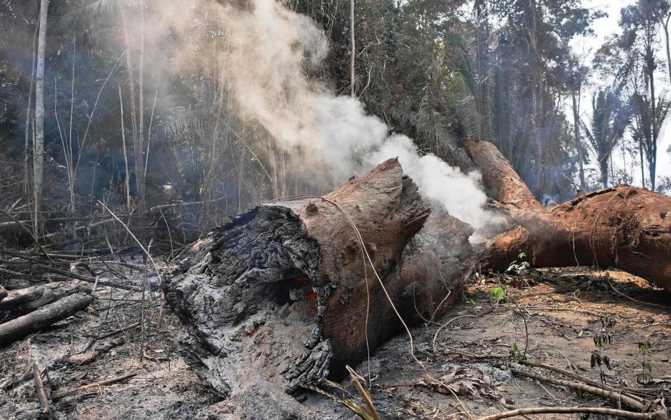 The Amazon rainforest - Carl DE SOUZA/AFP via Getty Images