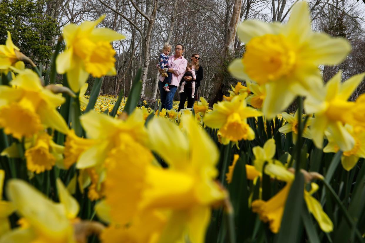 Heidi Reid takes her granddaughter Mae Larsen, 3, for a walk followed by her daughter Mackenzie Larsen and her other granddaughter Roslin Larsen at the Parsons Reserve Daffodil Field in Dartmouth in this file photo.