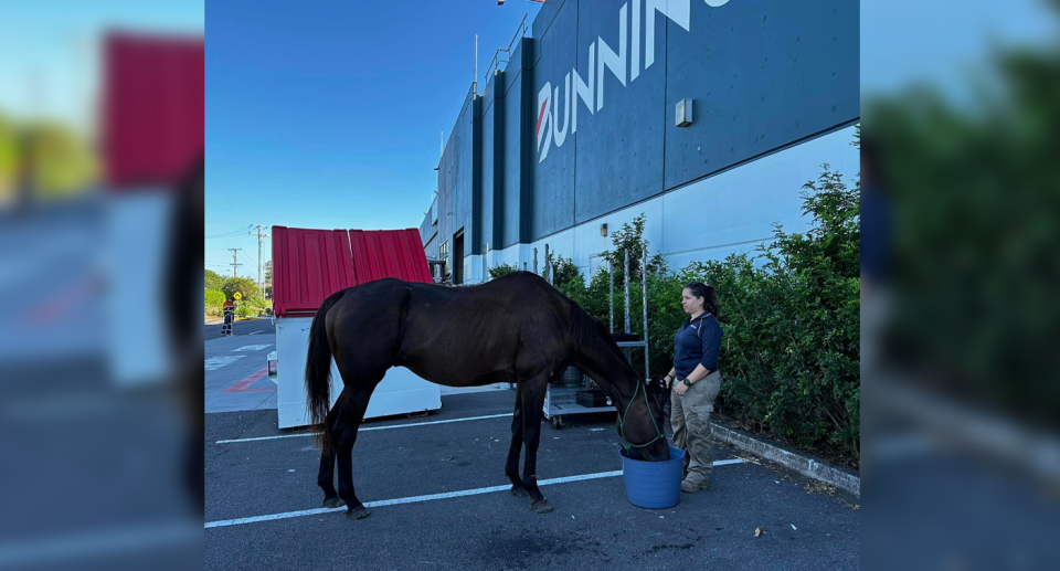 The horse drinks for a blue bucket in the Bunnings carpark as a worker watches on. 