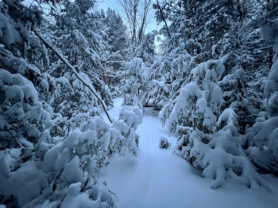 Eastern hemlock and balsam fir trees laden with snow in North Berwick, Maine.