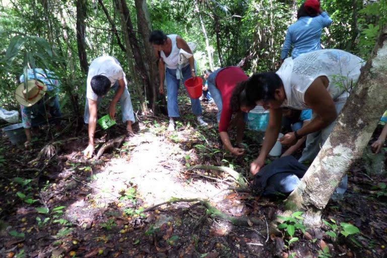 Integrantes de la comunidad de Tres Garantías recogen frutos del árbol de ramón. Foto: Cortesía Selva Viva 3G