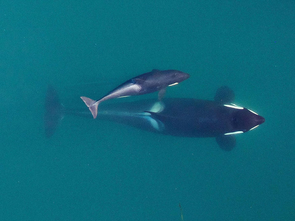 FILE - This Sept. 2015, photo provided by NOAA Fisheries shows an aerial view of adult female Southern Resident killer whale (J16) swimming with her calf (J50). New research suggests that inbreeding may be a key reason that the Pacific Northwest's endangered population of killer whales has failed to recover despite decades of conservation efforts. The so-called "southern resident" population of orcas stands at 73 whales. That's just two more than in 1971, after scores of the whales were captured for display in marine theme parks around the world. (NOAA Fisheries/Vancouver Aquarium via AP, File)