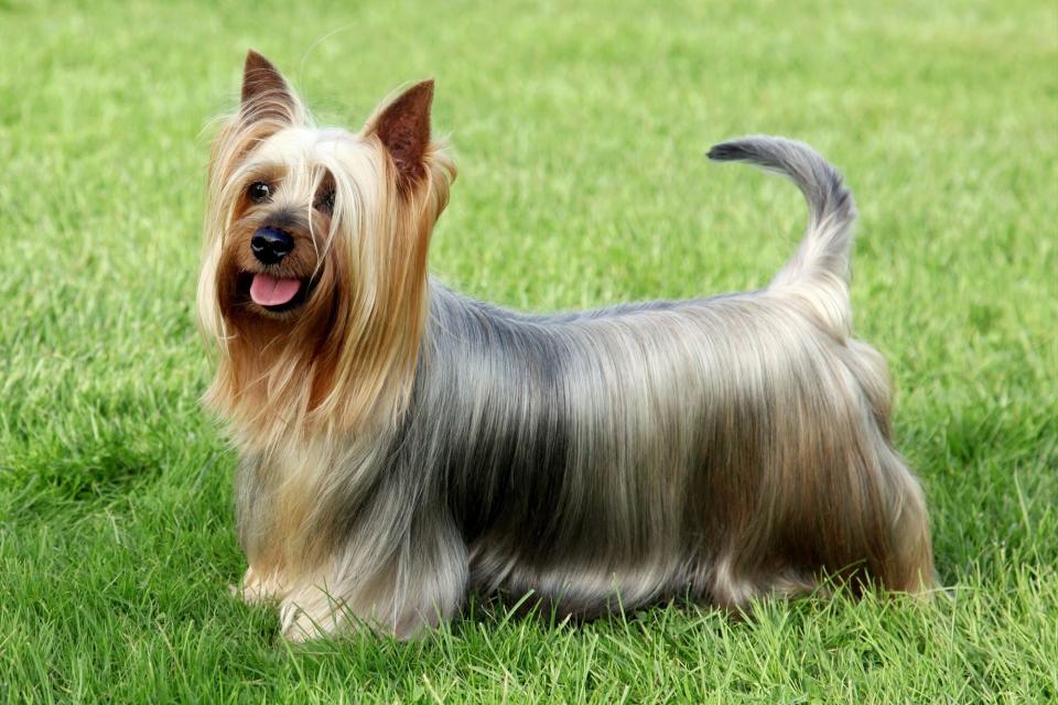 silky terrier side profile standing in grass