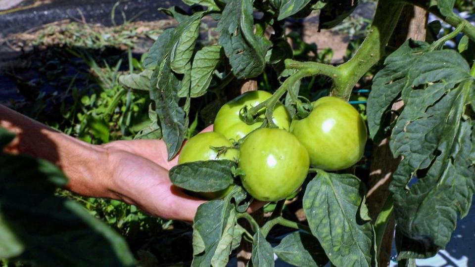 Coleman Crest’s tomatoes are organically grown on their land. Owner Jim Coleman strives to become a certified organic farm to not only provided healthy goods to the Lexington area, but also in honor of his wife’s beliefs.