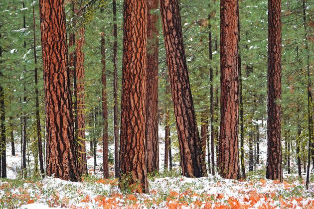 Old growth ponderosa pine trees growing in the Deschutes National Forest in the Cascade Mountains of central Oregon near the town of Sisters. (Photo: Buddy Mays via Getty Images)