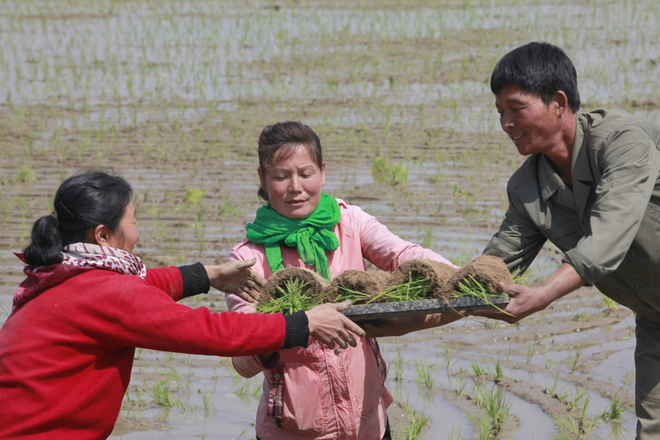 In this May 12, 2019, photo, farmers replant rice seedlings in a field in Chongsan-ri, North Korea. South Korea vowed Monday, May 20, 2019, to move quickly on its plans to provide $8 million worth of humanitarian aid to North Korea while it also considers sending food to the country that says it's suffering its worst drought in decades. (AP Photo/Cha Song Ho, File)