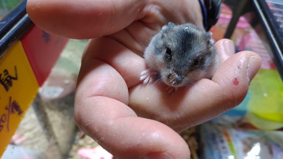 此次修法禁止以賭博、娛樂、遊戲、營業、宣傳為目的進行動物交換或贈與，農委會表示，將從天竺鼠、兔子等哺乳類動物先行納管。（圖片提供／台灣愛兔協會）