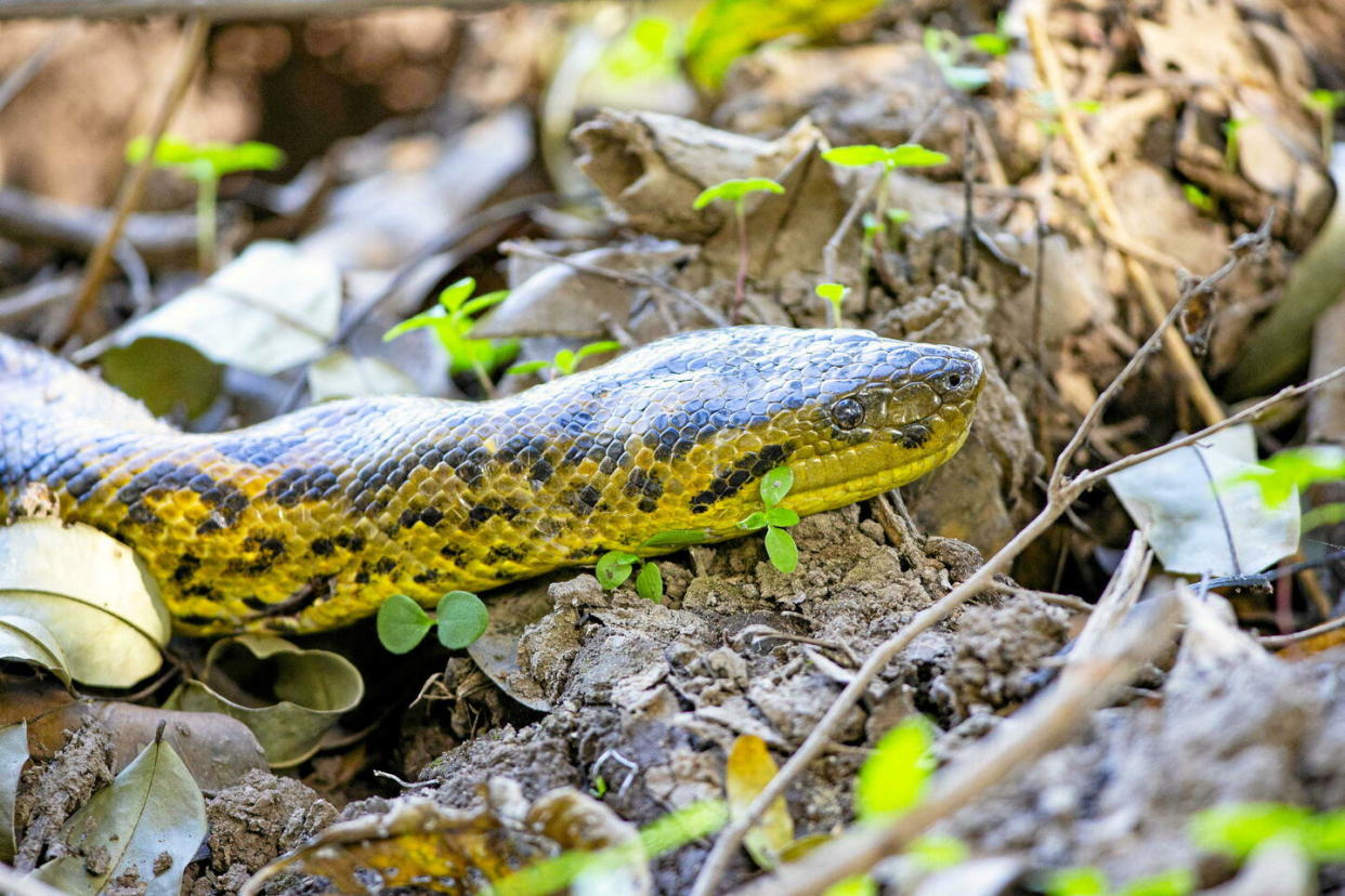 Les scientifiques ont observé une « différence génétique de 5,5 % » entre l'anaconda géant déjà connu et la nouvelle espèce.   - Credit:imageBROKER.com/SIPA / SIPA / imageBROKER.com/SIPA