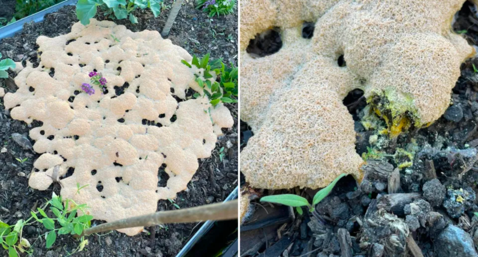 Images of slime mould from another Queenslander's garden. 
