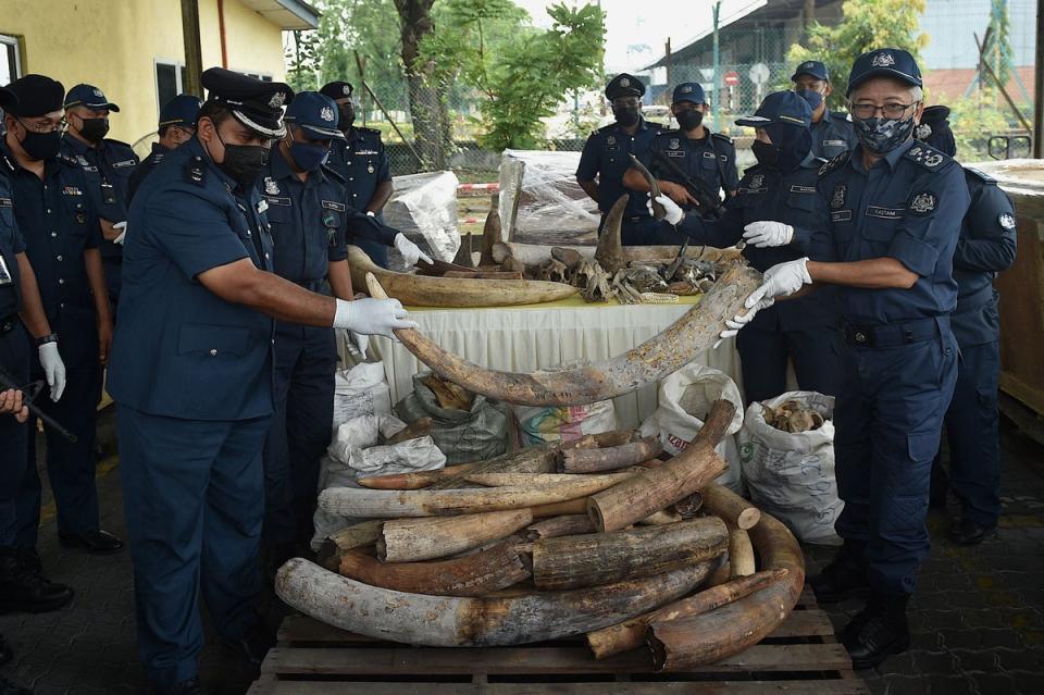 Malaysia’s customs officers display some of the 6,000kg of seized elephant tusks during a press conference at the customs complex in Port Klang in Selangor in July (AFP via Getty Images)