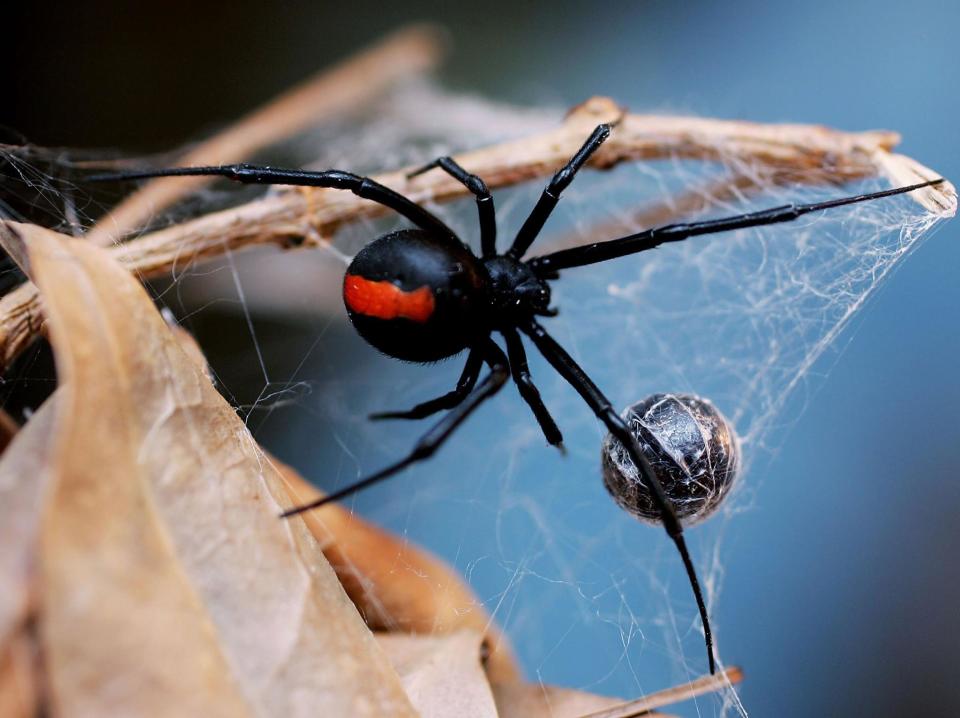 The report looked at the dietary habits of 65 spider types: Getty Images