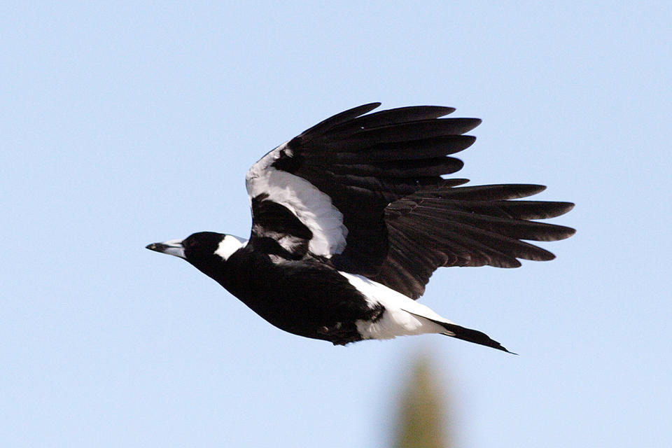 Magpies are known to swoop people during nesting season to protect their young. Source: AAP Image/Victoria Department of Environment, Land, Water and Planning