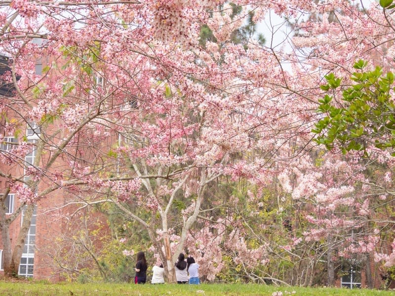 暨南國際大學花旗木盛開 國立暨南國際大學花旗木盛開，暨大12日表示，預估 花期還有15天，歡迎民眾來感受校園美景。 （暨大提供） 中央社記者蕭博陽南投縣傳真  113年4月12日 