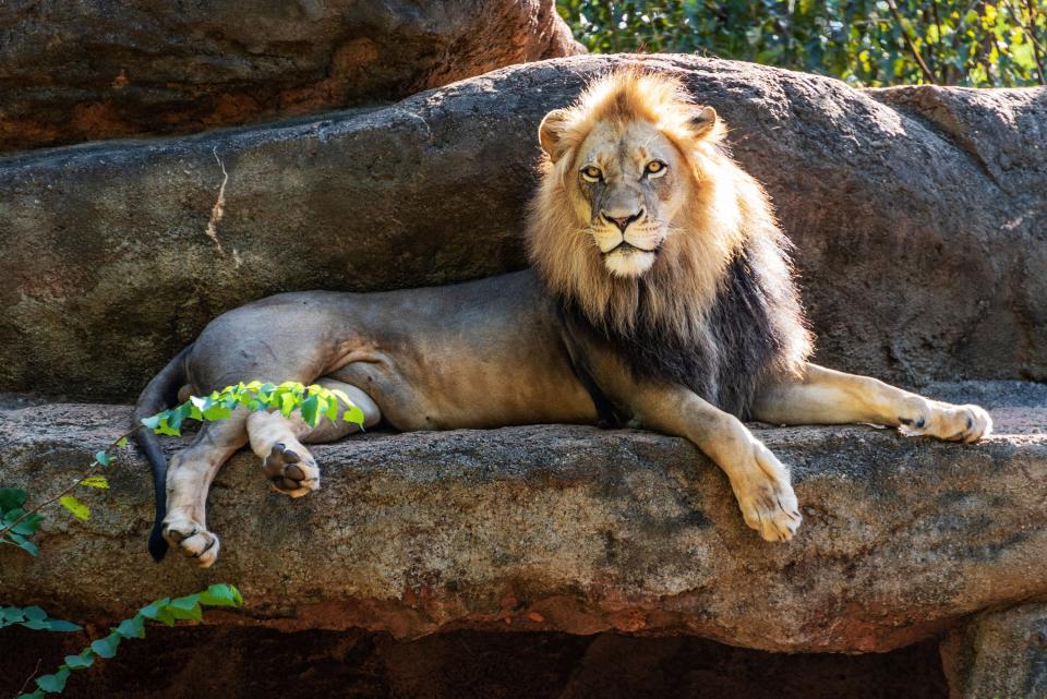 Zoo Atlanta