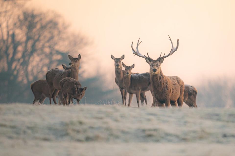 24 January 2023: Deer graze during sunrise at Ashton Court Estate, Bristol, where clear misty skies and a cold morning brings frost across parts of the south west UK (PA)