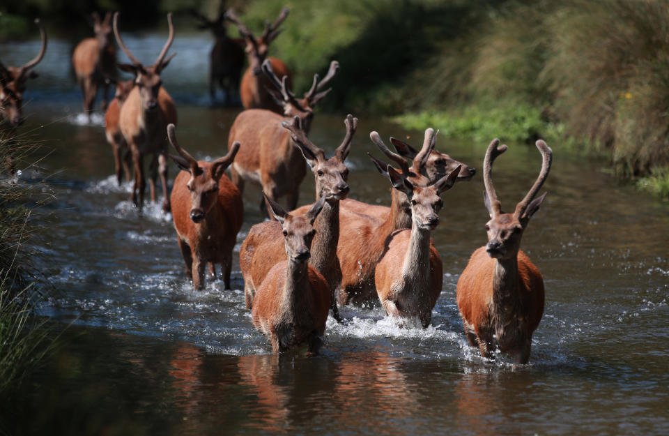 Deer cool off in the water in Richmond Park, London, as Thursday could be the UK's hottest day of the year with scorching temperatures forecast to rise even further.