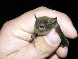 The Indiana bat is a federally endangered species that is found in Indiana and many surrounding states.