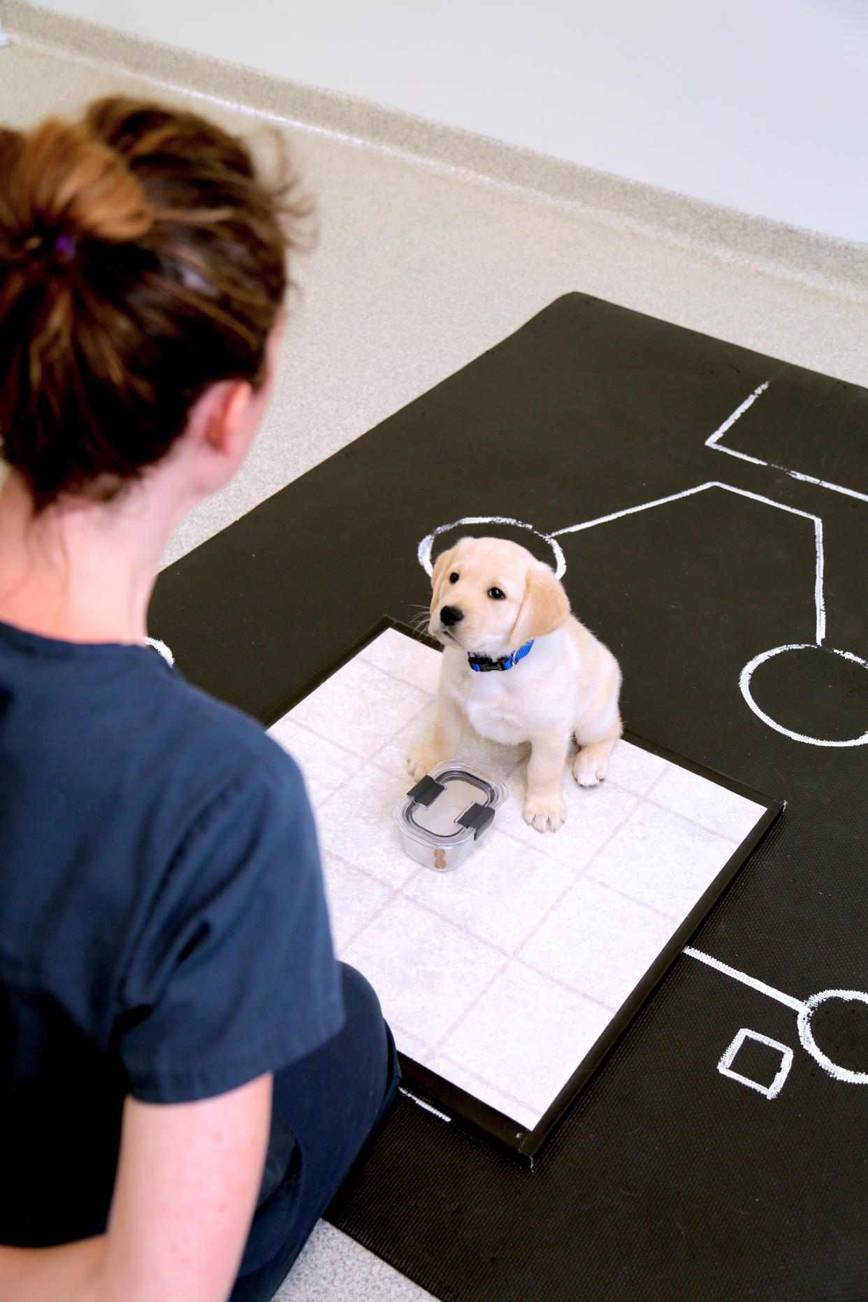 An eight-week-old yellow retriever puppy gazes up to a human