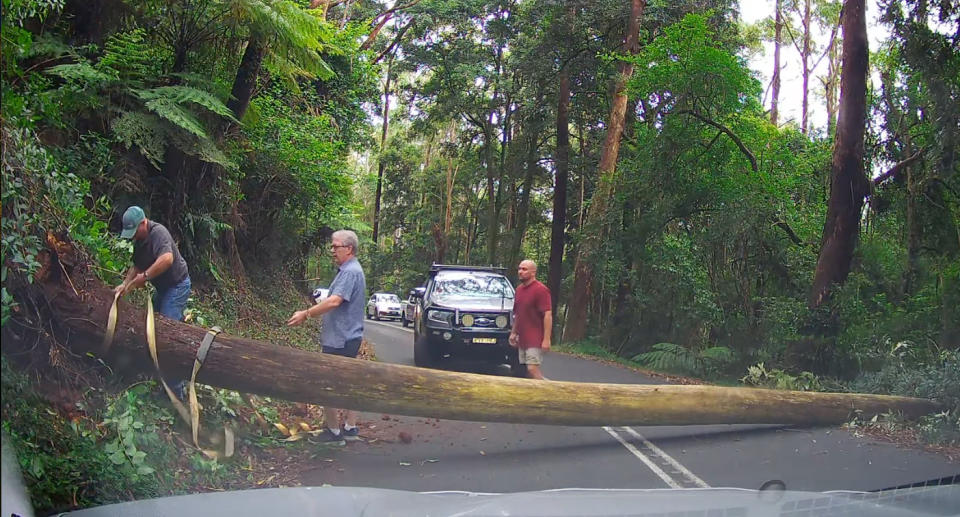 Man tying yellow rope to fallen tree blocking Jamberoo Mountain Road while two other men watch. 