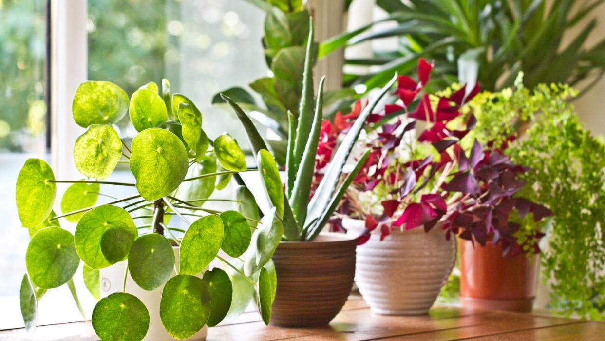 various green house plants beside the window