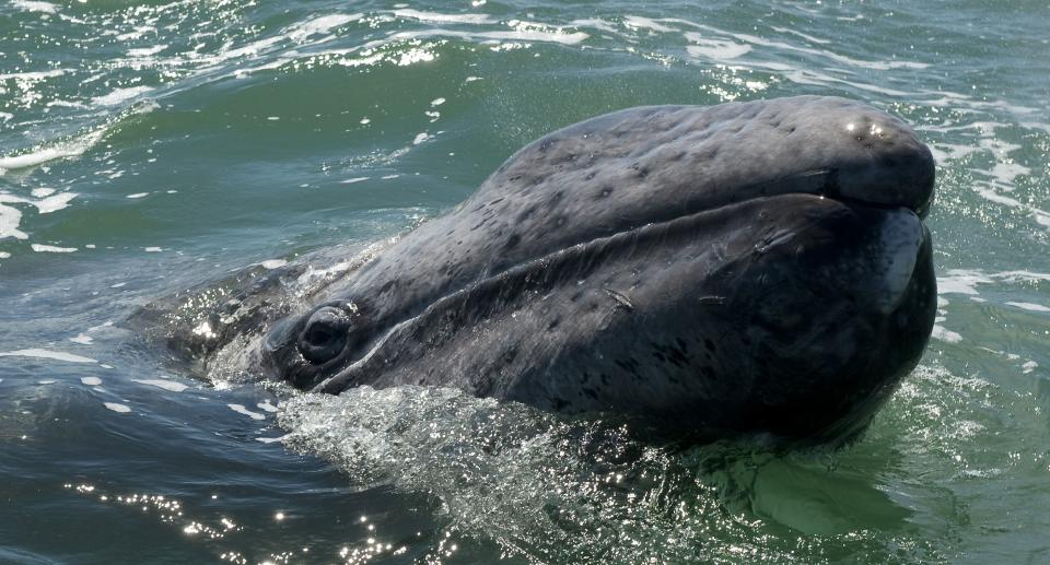 At least 53 gray whales have washed up emaciated and dead in recent months along West Coast beaches.