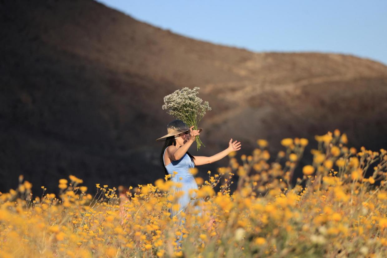 <span>Spring wildflowers are already starting to bloom in the California desert, with a seasonal wildflower hotline receiving thousands of calls.</span><span>Photograph: David Swanson/Reuters</span>