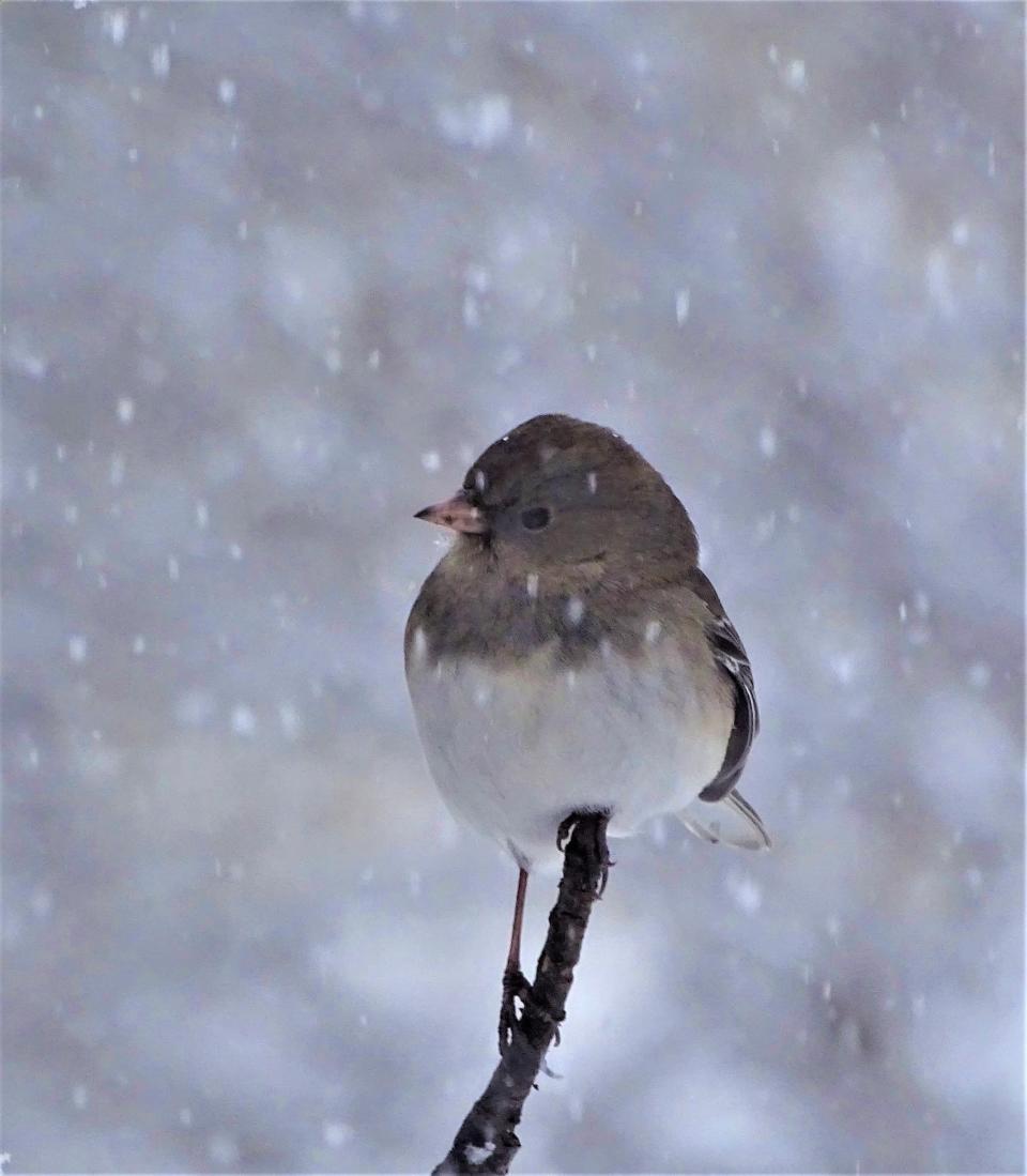 A common winter visitor at bird feeders is the Dark-eyed Junco.