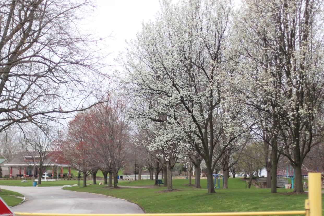 Trees along the walkway bloom in Columbian Park, on April 20, 2022, in Lafayette.