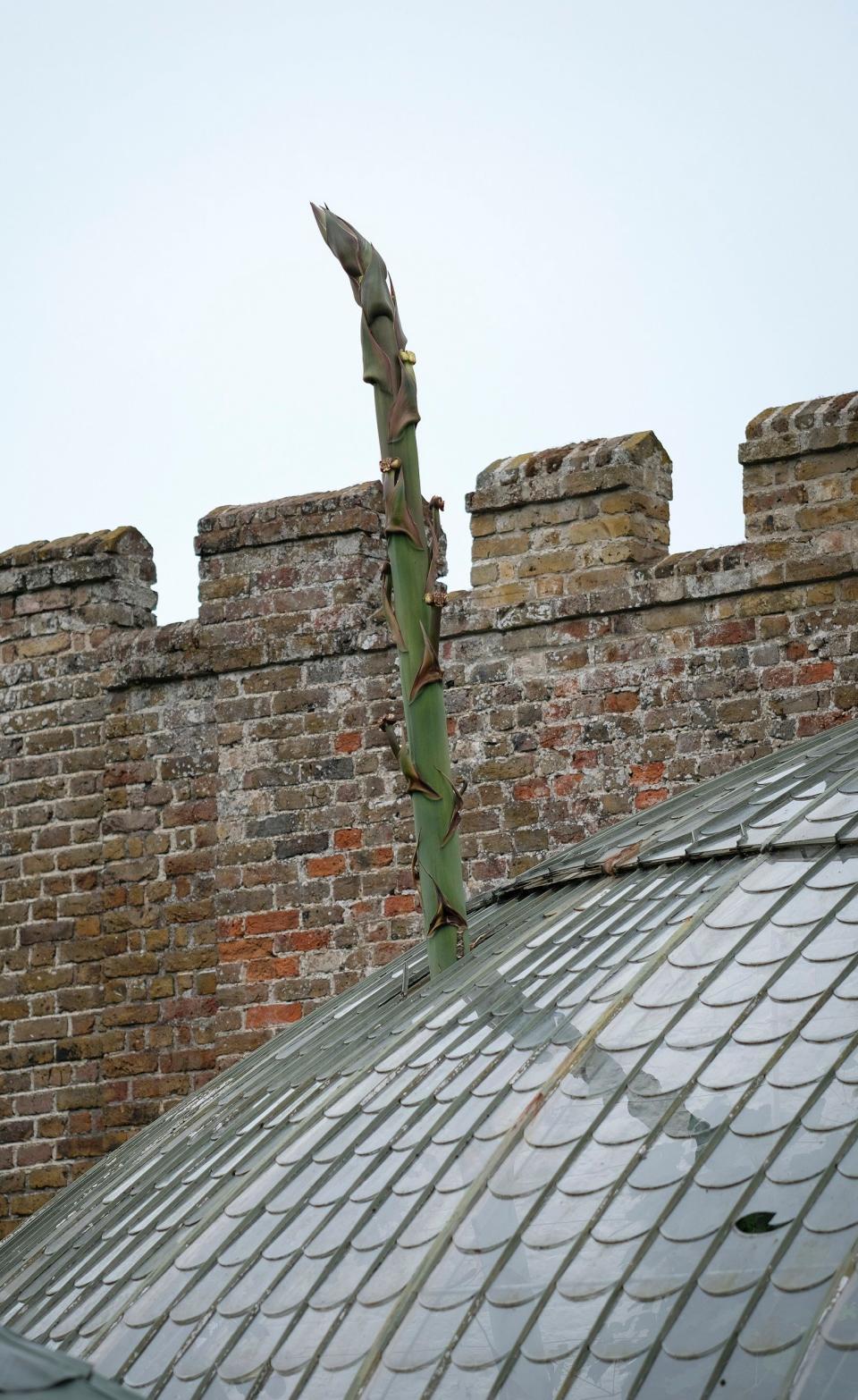 A rare Agave has burst through the roof of the Italianate Glasshouse in the King George VI park in Ramsgate, Kent - Credit: Christopher Pledger 