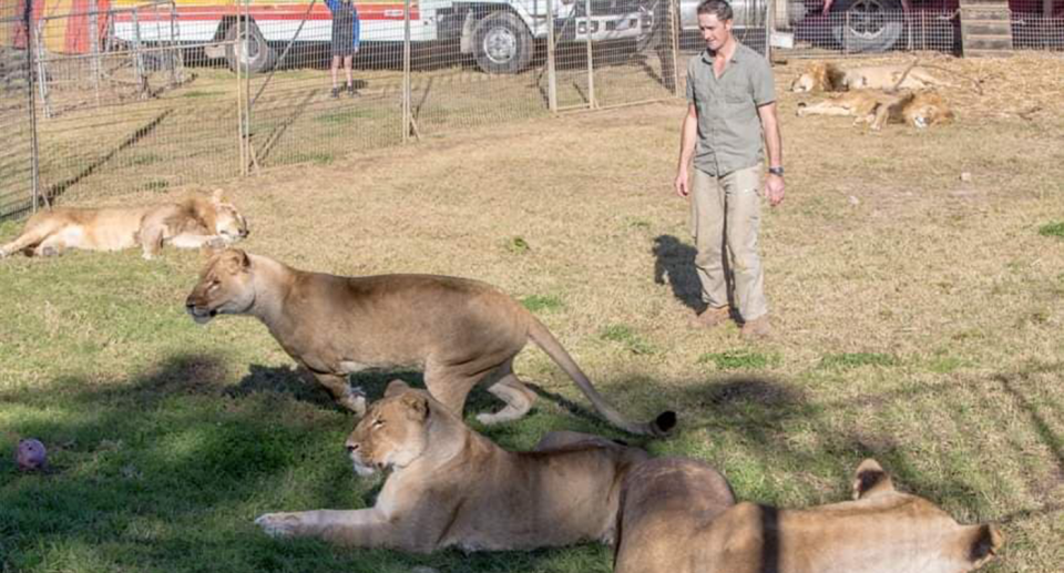 Matthew Ezekiel, pictured, is confident working with five lions at a time. Source: Matthew Ezekiel