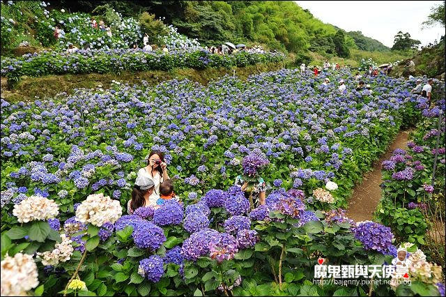 陽明山竹子湖繡球花地圖懶人包~2015/6/9花況（上篇）