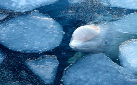 Three young Belugas are already believed to have died at the facility, which activists say would be nearly impossible for the whale to have broken out of as operators have claimed - Credit: Free Russian Whales/AP