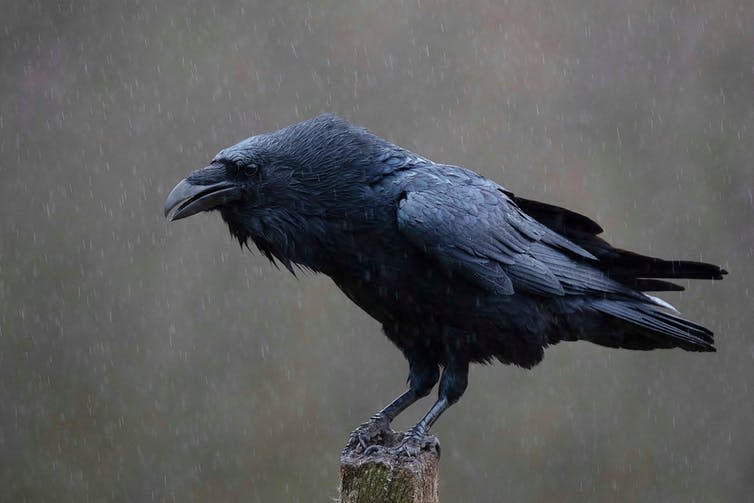 <span class="caption">Lady Macbeth loved her ravens…</span> <span class="attribution"><a class="link " href="https://www.shutterstock.com/image-photo/common-raven-known-northern-allblack-passerine-1399176443" rel="nofollow noopener" target="_blank" data-ylk="slk:Shutterstock;elm:context_link;itc:0;sec:content-canvas">Shutterstock</a></span>