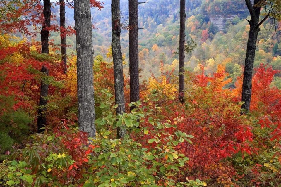 Kentucky: Red River Gorge