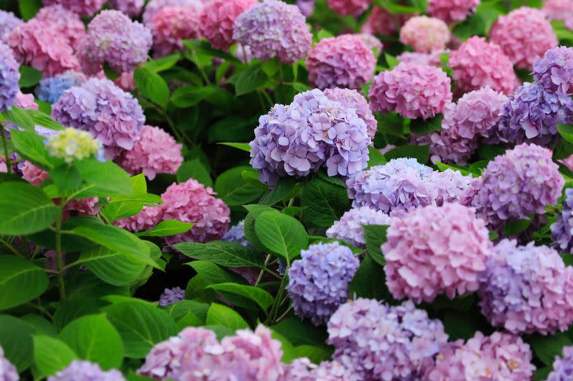 The secret to changing the colour of hydrangea flowers isn’t what’s applied to the blooms themselves, it actually has to do with the chemistry of the soil -Credit:Getty Images