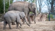 <p>Dublin Zoo might be closed to visitors, but you can still enjoy watching their beautiful animals online. The elephant live cam is particularly amazing.</p><p><a class="link " href="https://www.dublinzoo.ie/animals/animal-webcams/elephants/" rel="nofollow noopener" target="_blank" data-ylk="slk:WATCH NOW;elm:context_link;itc:0;sec:content-canvas">WATCH NOW</a></p>