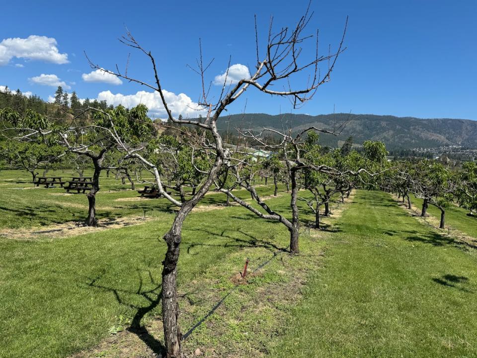 The closure of the BC Tree Fruits Cooperative comes at a time when farmers in Okanagan County are facing catastrophic crop failures of peaches, apricots and nectarines this year. 