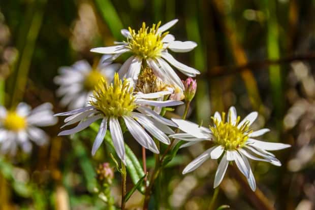 Based on a 2019 survey, the Nahanni aster has a population of an estimated 130,000 stems, all located within the boundaries of the Nahanni National Park Reserve in the Northwest Territories. It is officially a species at risk. (M.Beaujot/Parks Canada - image credit)