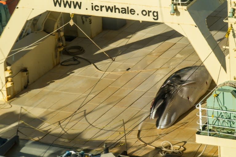 A protected minke whale is seen onboard the Nisshin Maru, part of the Japanese whaling fleet, at sea in Antarctic waters, in January 2017