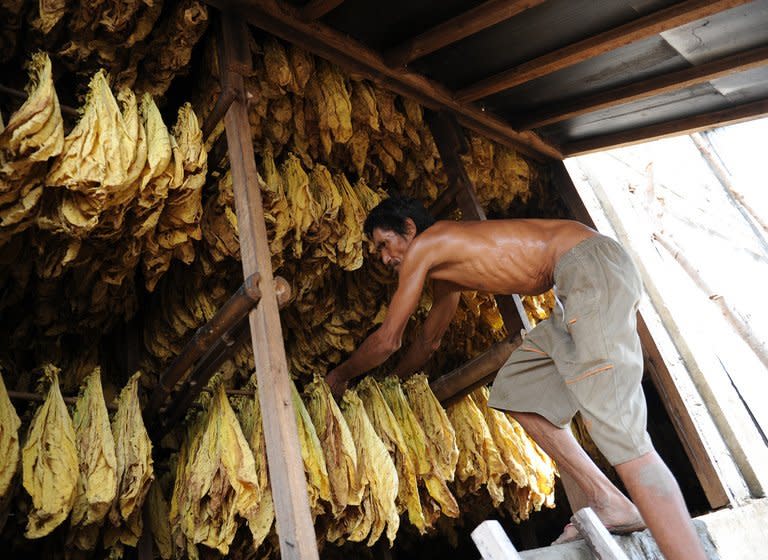A worker prepares tobacco leaves for curing at a barn in Ilocos sur province, northern Philippines on May 3, 2013. The leaves are cured in wood-fired barns that produce their golden-yellow tinge