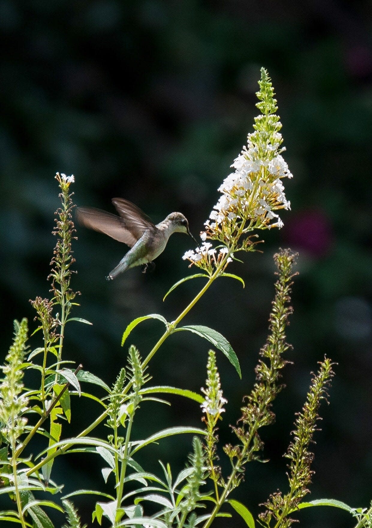 It has been declared the Year of the Buddleia by the National Garden Bureau. This shrub, the heart throb of bees, butterflies and hummingbirds, has seen great strides in breeding.