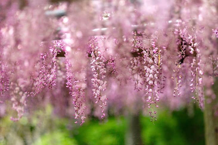 Wisteria flowers in pink profusion.