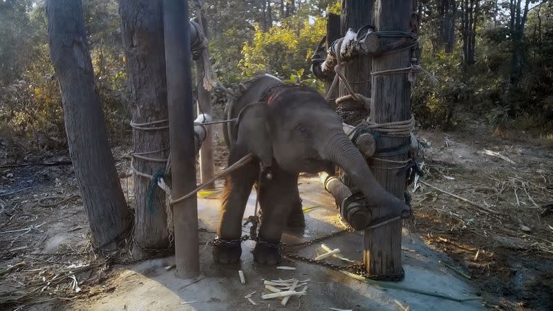 This handout image shows a baby elephant tied up to poles during a training process, known as Ôthe crushÕ, that young elephants endure to make them submissive to interact with tourists in an undisclosed location in Thailand
