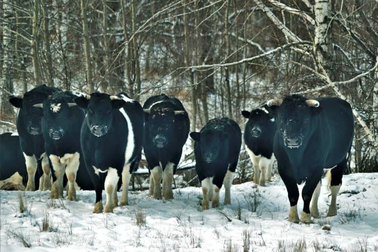 Los especialistas de la reserva de Radiación y Biósfera Ecológica de la zona observaron por tres años a los animales y notaron que su manera de comportarse ya no era la de ejemplares de cría, sino más bien de condición salvaje