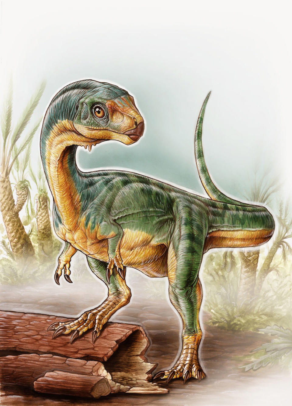 <i>Chilesaurus diegosuarezi</i> walked on its hind legs as other theropods did. It also had robust forelimbs that looked like those of other Jurassic theropods, such as <i>Allosaurus</i>. <cite>Gabriel Lío</cite>