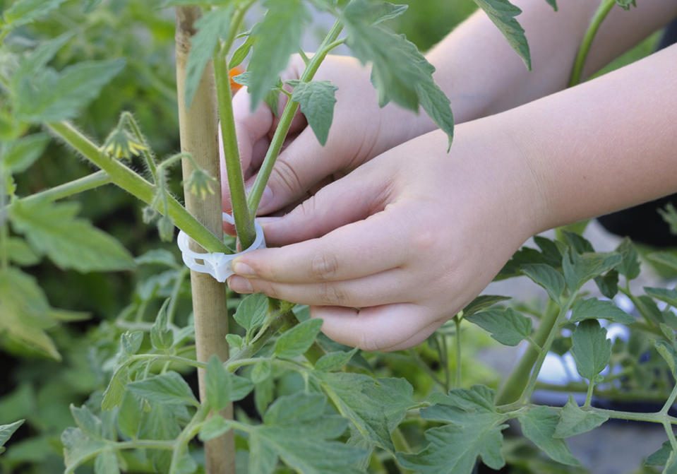 Comment tuteurer les tomates ?