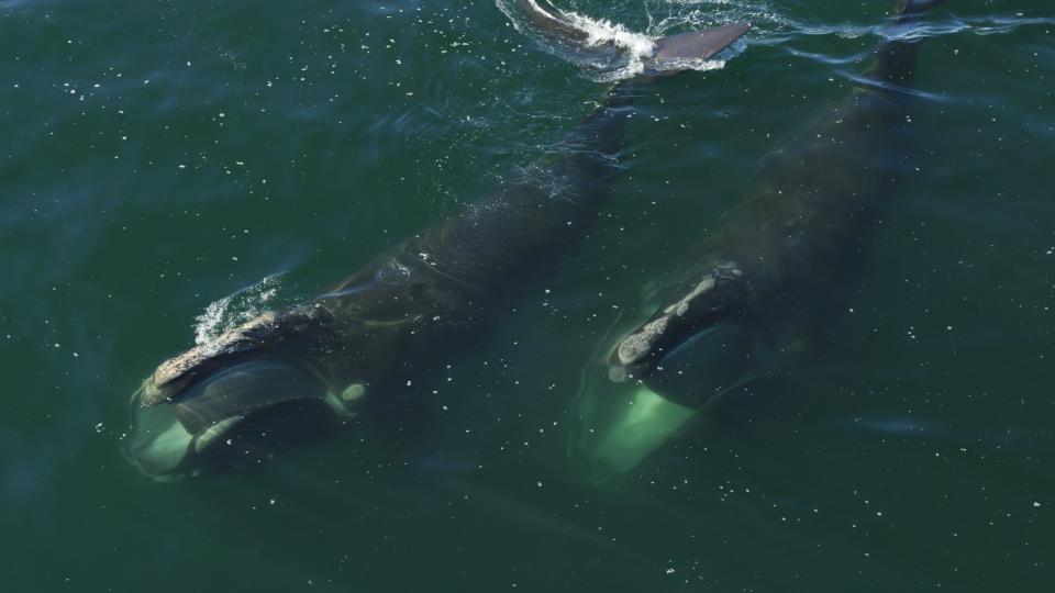 In a scene from the 2021 documentary "Last of the Right Whales," two North Atlantic right whales are seen skim- feeding off Cape Cod.