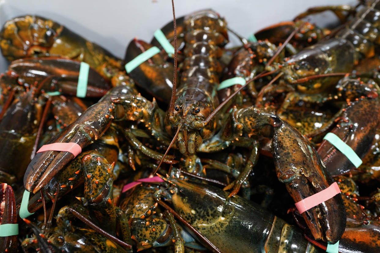 In this Wednesday, Nov. 18, 2020, photo, lobsters sit in a crate at a shipping facility in Arundel, Maine. Dealers who sell lobsters to other countries are hopeful they will be able to do so with without punitive tariffs under Democratic President-elect Joe Biden. (AP Photo/Robert F. Bukaty)