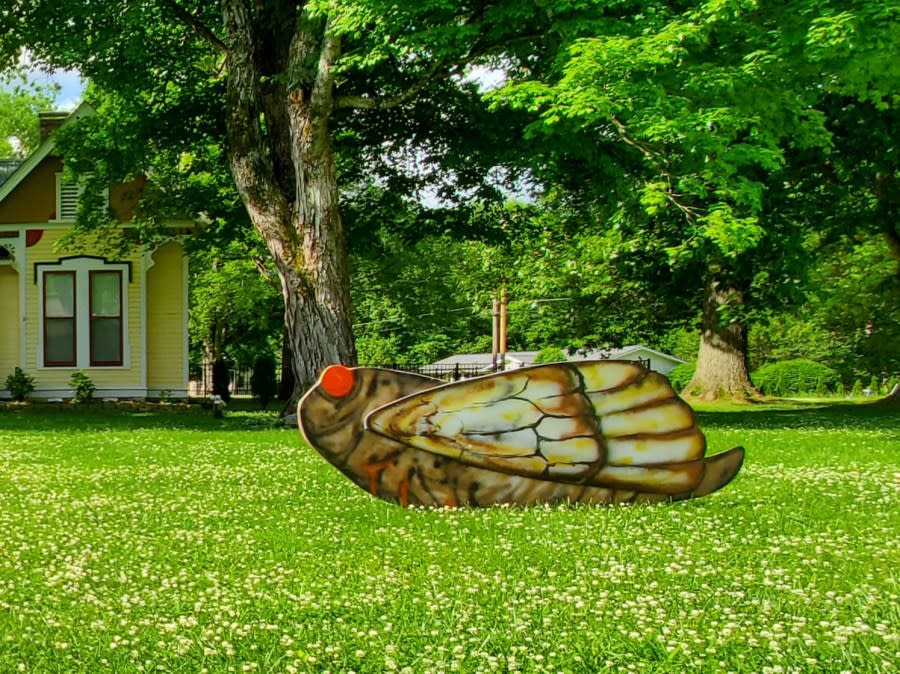 A large cicada on display at a home in Franklin. (Courtesy: Leonora Green Clifford)